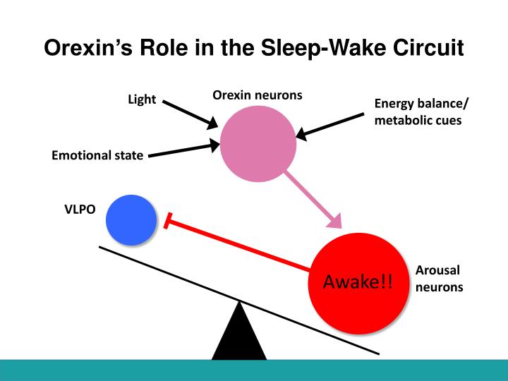 PPT - Neurological Disorders Lesson 4.4 PowerPoint Presentation - ID ...