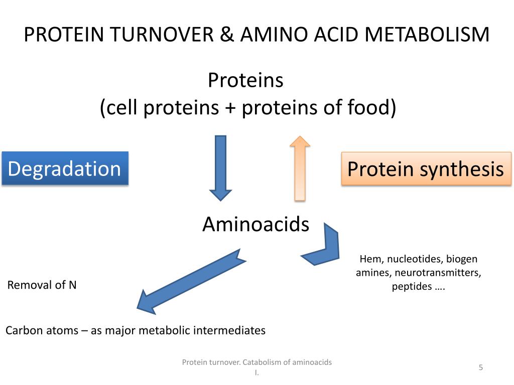 PPT Protein turnover . Catabolism of aminoacids I PowerPoint
