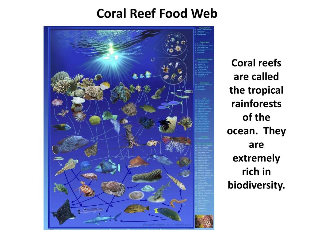 PPT - Food Chains, Food Webs, and Energy Pyramids PowerPoint ...