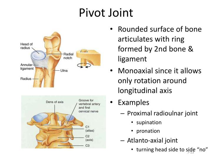 Pivot Joint Definition And Examples At Lois Toussaint Blog