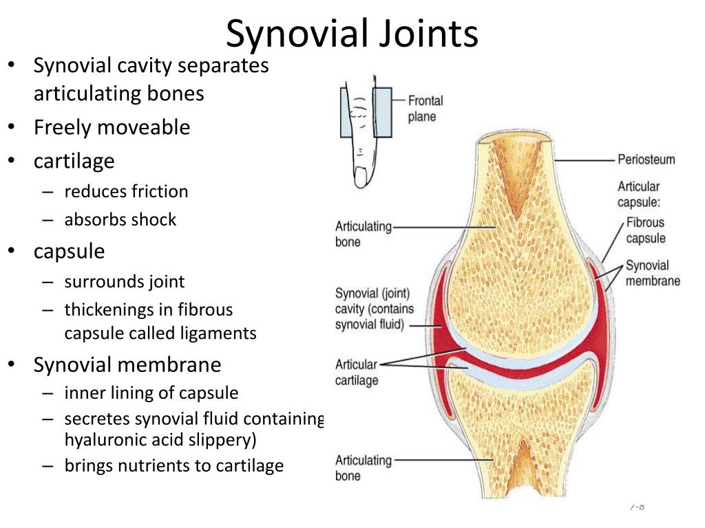 Synovial Joints.