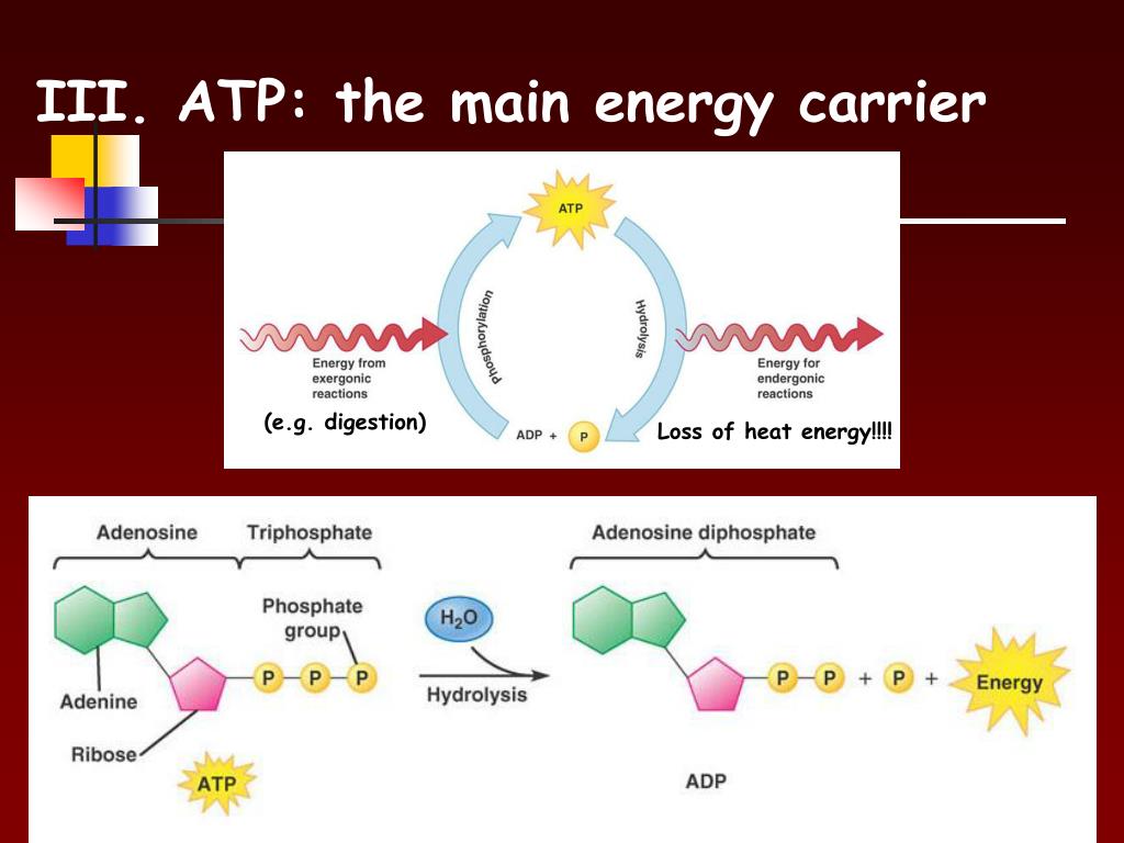 PPT - Metabolism PowerPoint Presentation, Free Download - ID:1590265