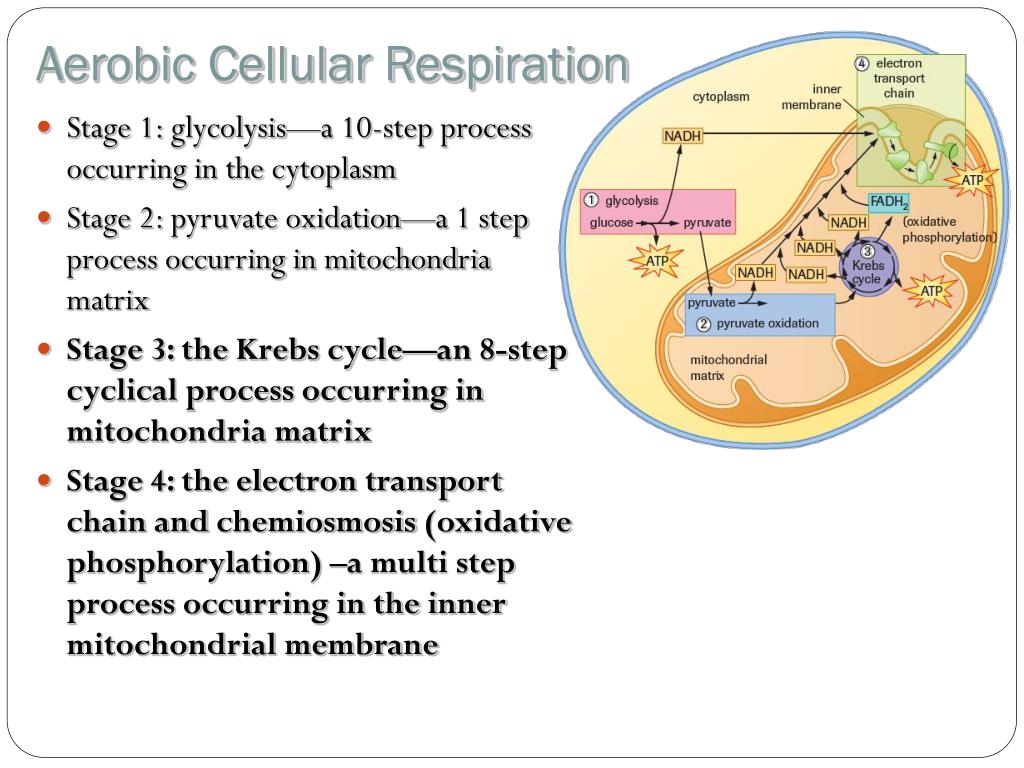 Ppt 7 1 The Importance Of Cellular Respiration Powerpoint Presentation Id 1590703
