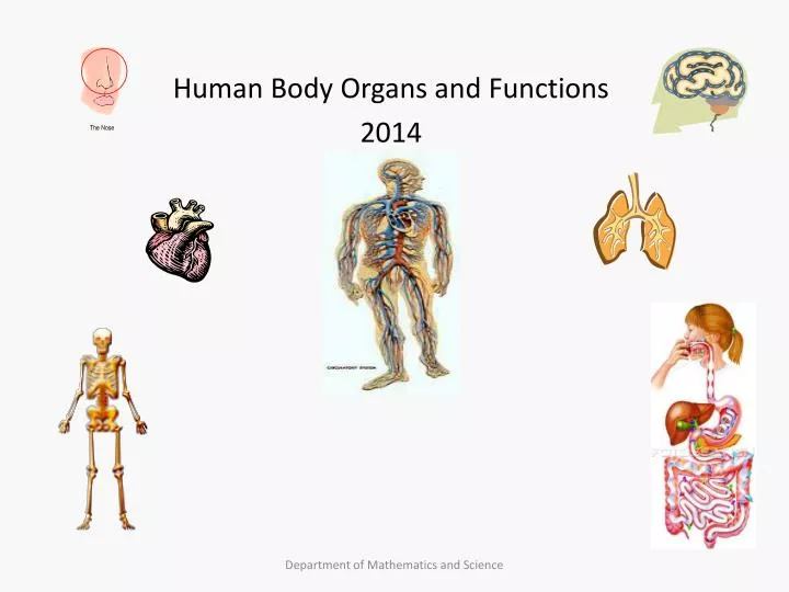 Human Body Organs and Functions 2014 PowerPoint Presentation Biology Diagrams