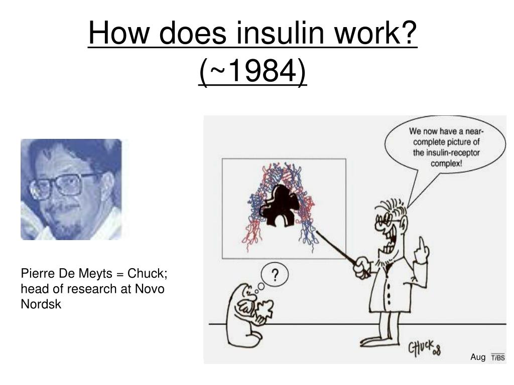 Ppt how does insulin work 1984 powerpoint presentation free