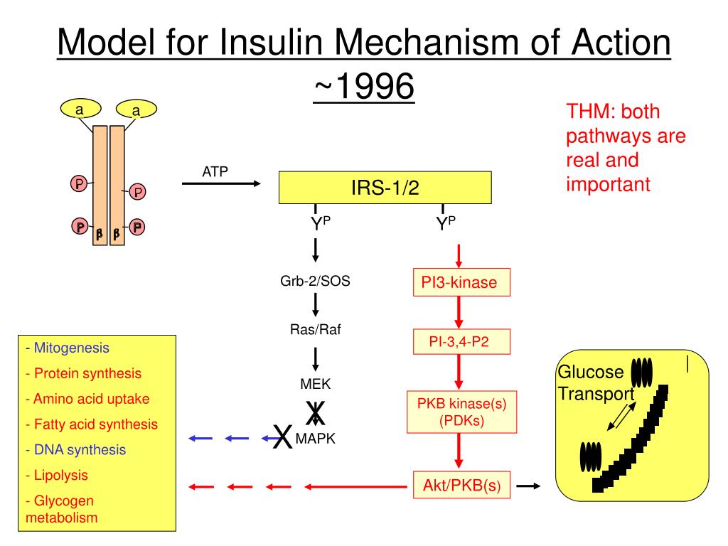 Mechanism of action. Insulin mechanism of Action. Metformin mechanism of Action. SSRIS mechanism of Action. Фaminoglicosides mechanism of Action.