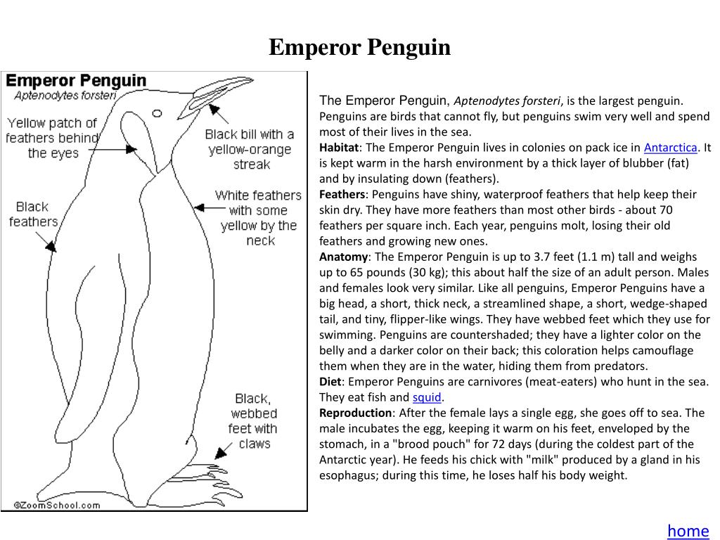 Penguin Chick By Betty Tatham. fierce Something that is fierce is very  strong or violent. The fierce wind blew a tree down. What word means the  opposite. - ppt download