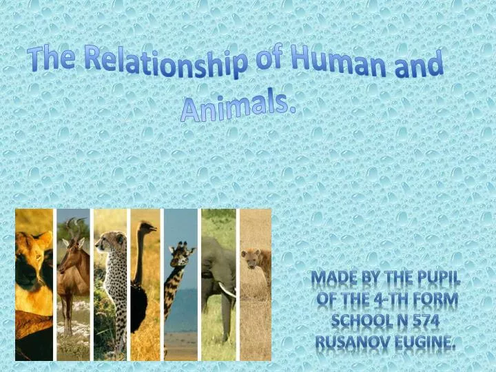 essay on human and animal relationship