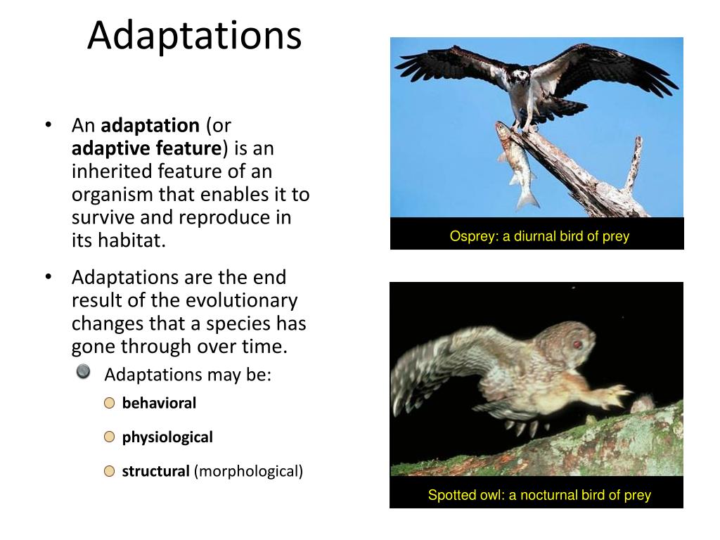 PPT - Adaptations PowerPoint Presentation, free download - ID:1594839