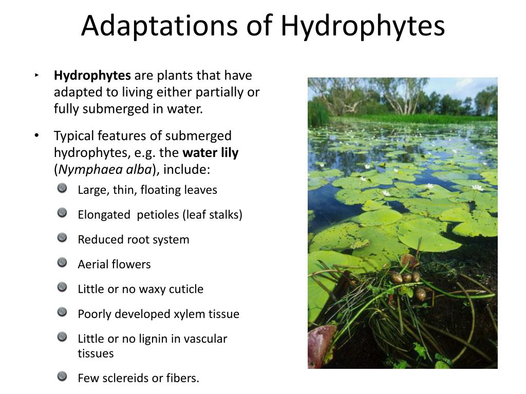 Ppt adaptations powerpoint presentation free download id 1594839