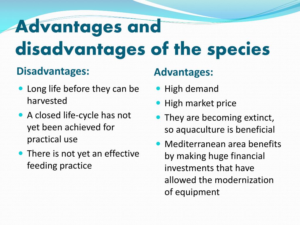 ppt - aquaculture of the bluefin tuna powerpoint