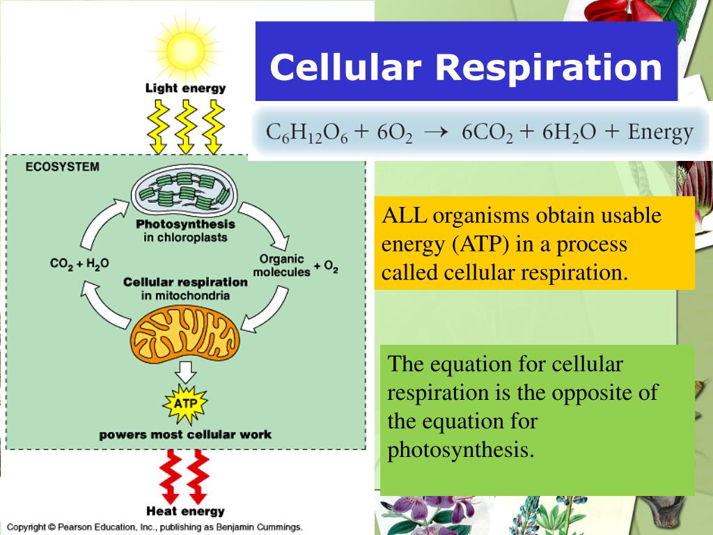 PPT - How Do Organisms Get Their Energy? PowerPoint Presentation, Free ...