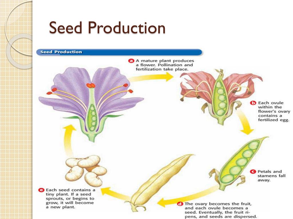 PPT - Understanding Plant Processes: Photosynthesis, Fertilization, and ...