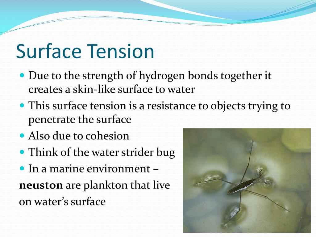 PPT - Marine Biology Lesson 3 PowerPoint Presentation..