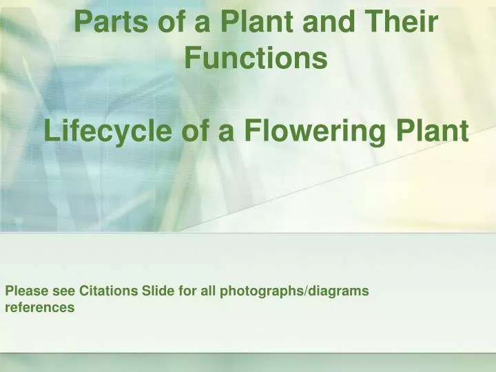 parts of a plant and their functions lifecycle of a flowering plant n.