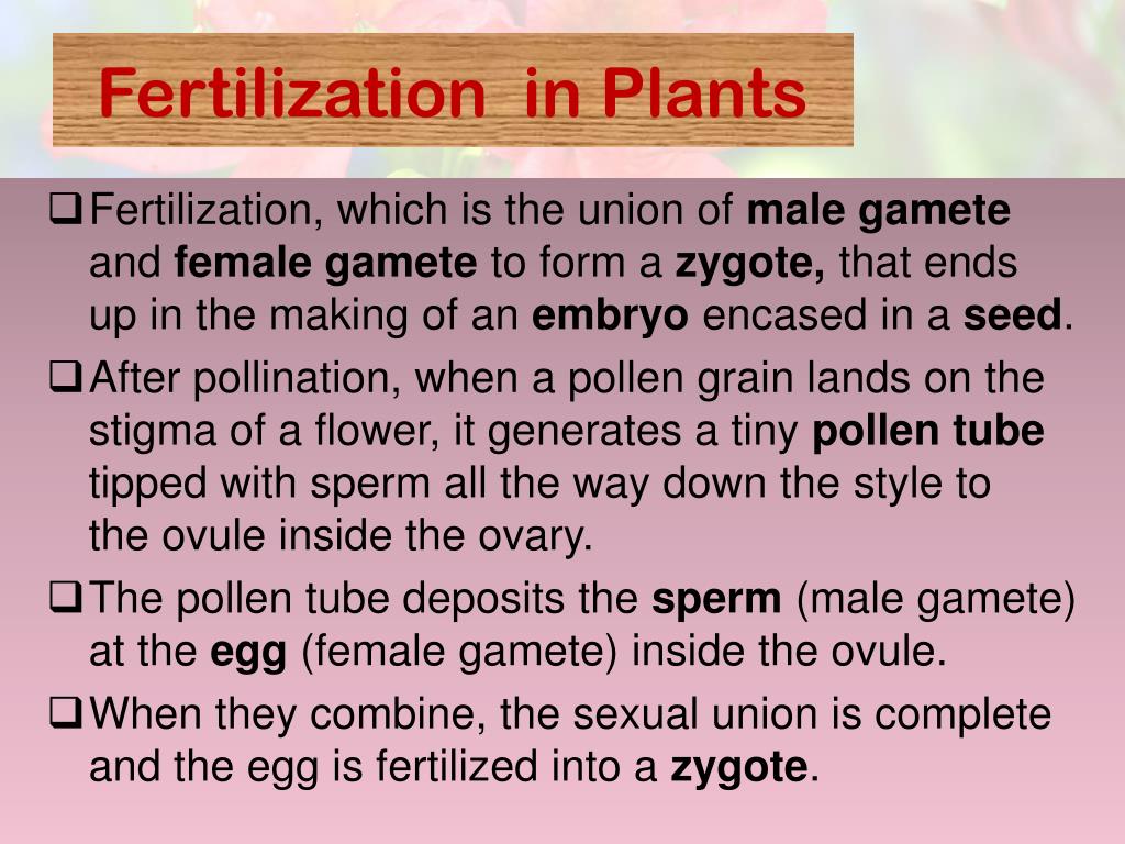 PPT REPRODUCTION IN FLOWERING PLANTS PowerPoint Presentation, free download ID1598668