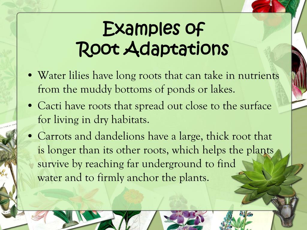 PPT Life Cycles of Seed Plants PowerPoint Presentation, free download