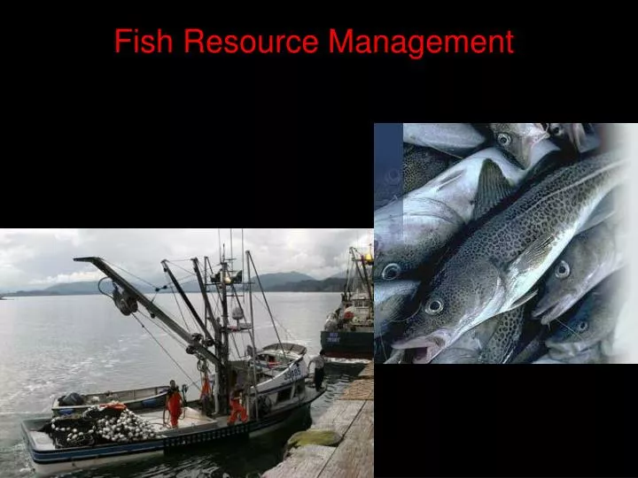 PPT Fish Resource Management PowerPoint Presentation, free download