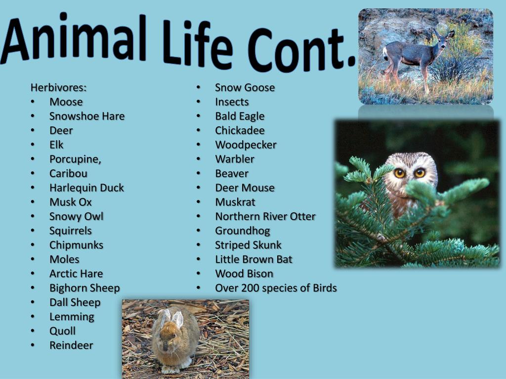 PPT - Taiga Biome PowerPoint Presentation, free download - ID:1600086 PPT - Taiga Biome PowerPoint Presentation, free download - ID:1600086