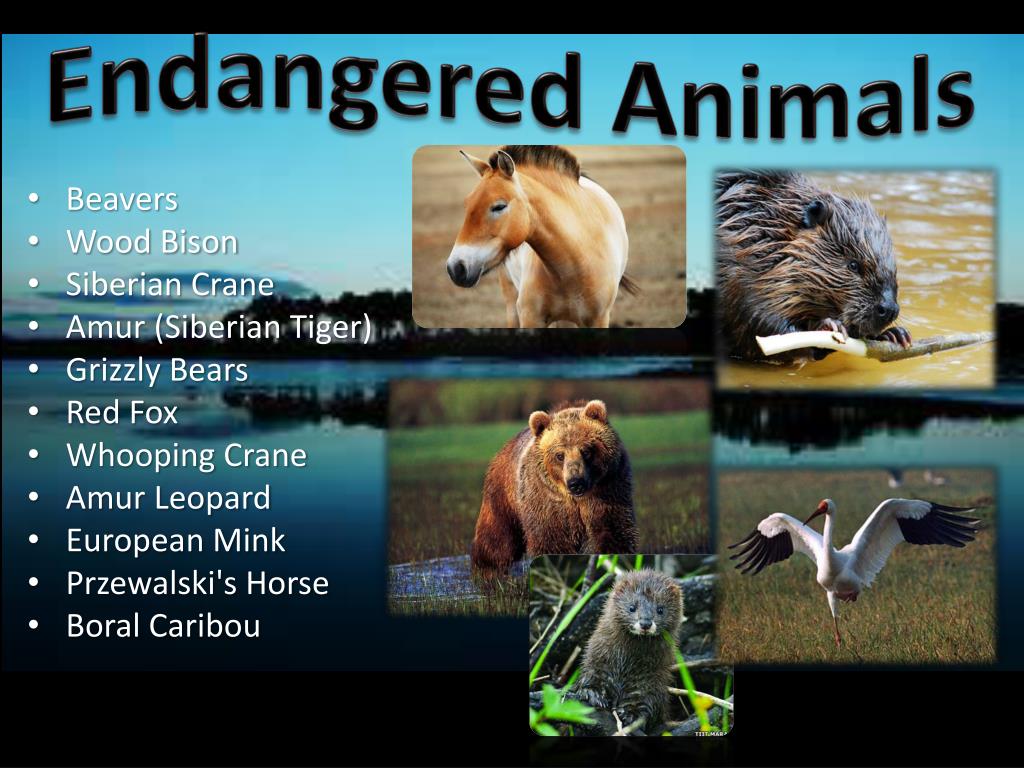 PPT - Taiga Biome PowerPoint Presentation, free download - ID:1600086 PPT - Taiga Biome PowerPoint Presentation, free download - ID:1600086