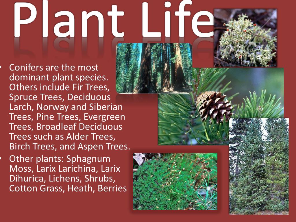 Plant Life: Taiga
