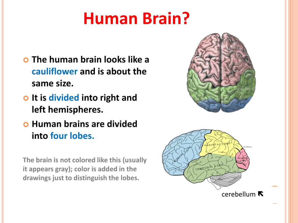 Brain capabilities. Human Brain Project презентация. The Human Brain ppt. Human Brain Worksheets.