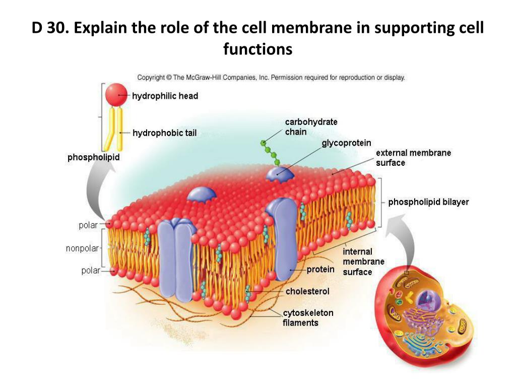 Their cell. Cell membrane. Cell membrane structure. Cell surface membrane. PRP В клеточной мембране.