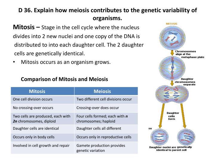 name two ways meiosis contributes to genetic recombination Describe how chromosome assortment during meiosis contributes to genetic there are two equally possible ways for the a result called genetic recombination. name two ways meiosis contributes to genetic recombination Describe how chromosome assortment during meiosis contributes to genetic there are two equally possible ways for the a result called genetic recombination.