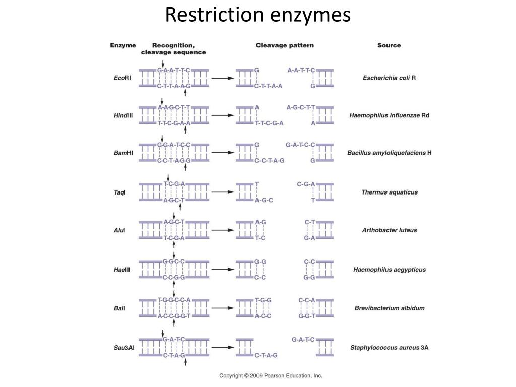 palindromic sequence recognized by restriction enzymes