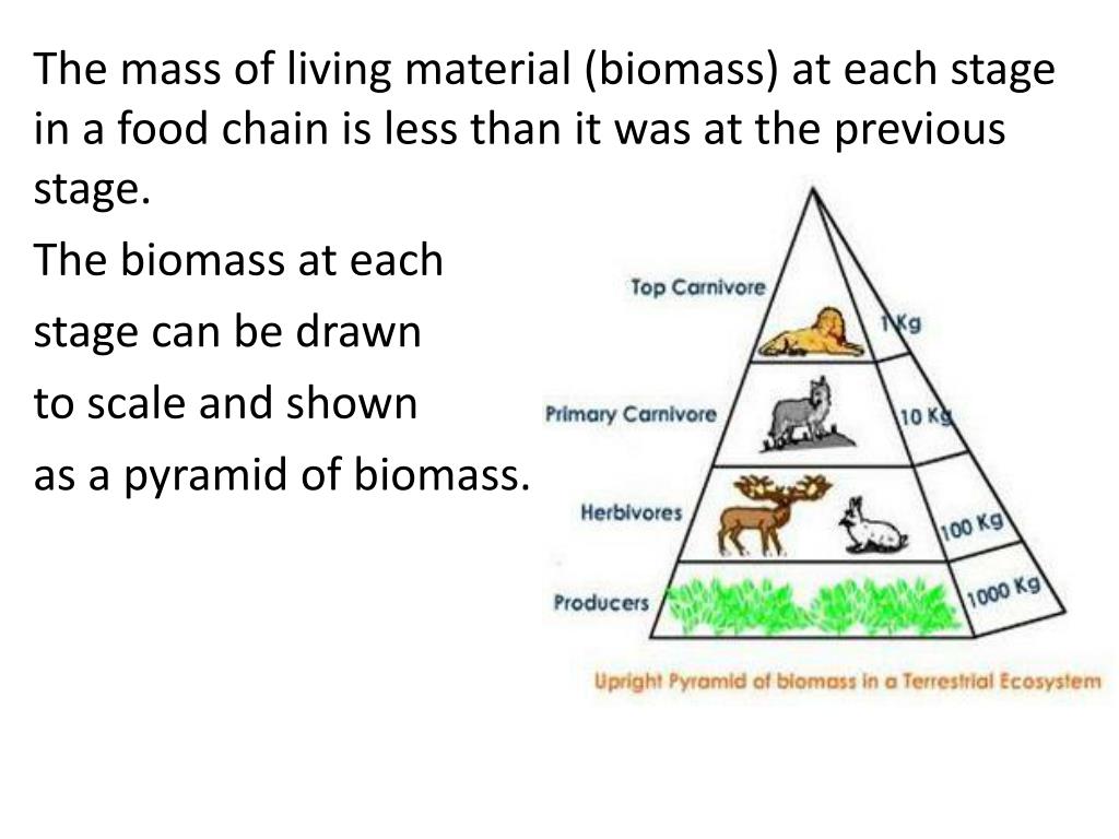 PPT - Biology Y9 REVIEW PowerPoint Presentation, free download - ID:1603001