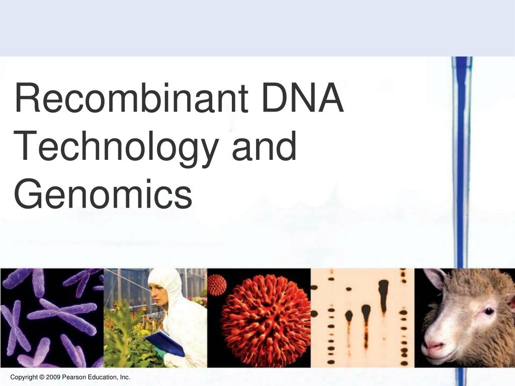 PPT - Recombinant DNA Technology and Genomics PowerPoint Presentation, free download - ID:1603734 PPT - Recombinant DNA Technology and Genomics PowerPoint Presentation, free download - ID:1603734