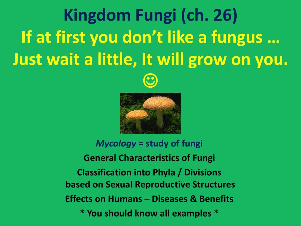 PPT - Kingdom Fungi ( ch . 26) If at first you don’t like a fungus … Just wait a ...