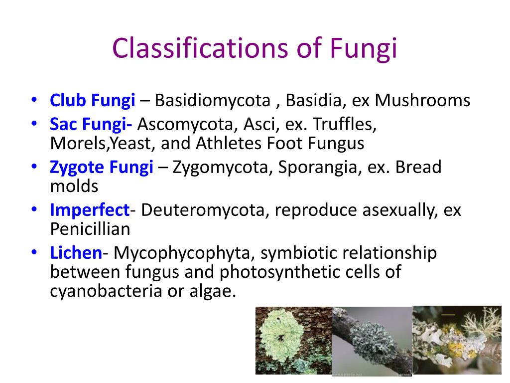 Ppt Archea And Eubacteria Powerpoint Presentation Free Download Id 