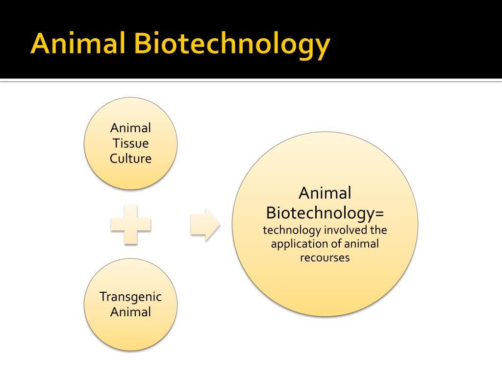 phd animal biotechnology