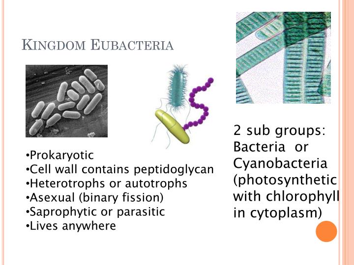 PPT - Archaebacteria and Eubacteria PowerPoint Presentation - ID:1604433