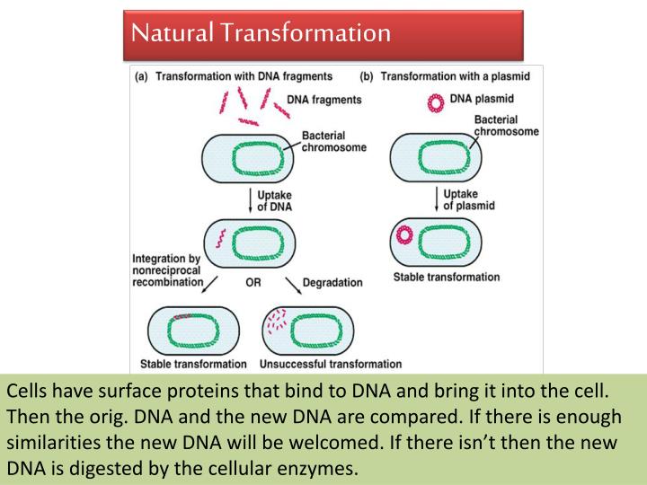 bacterial transformation lab report Biotechnology bacterial transformation lab: the effects of pglo dna on e coli method introduction bacteria transformation is the process of a bacterium absorbing and integrating naked dna located on the surface of their membrane. bacterial transformation lab report Biotechnology bacterial transformation lab: the effects of pglo dna on e coli method introduction bacteria transformation is the process of a bacterium absorbing and integrating naked dna located on the surface of their membrane.
