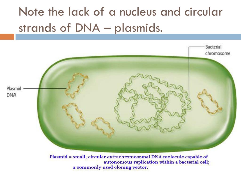 Генетический аппарат клетки растения. Плазмиды бактериальной клетки. Строение плазмиды бактерий. Плазмида и нуклеоид. Строение бактерии плазмида.