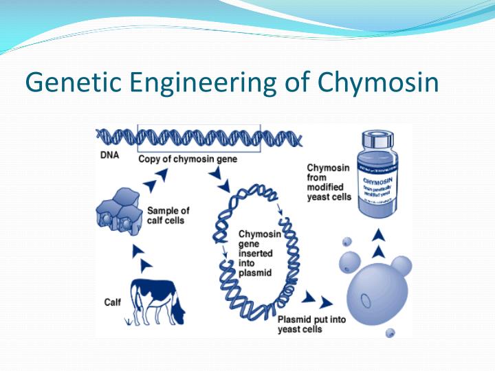 PPT - How Biotechnology Has Enhanced Cheese-making Process PowerPoint ...