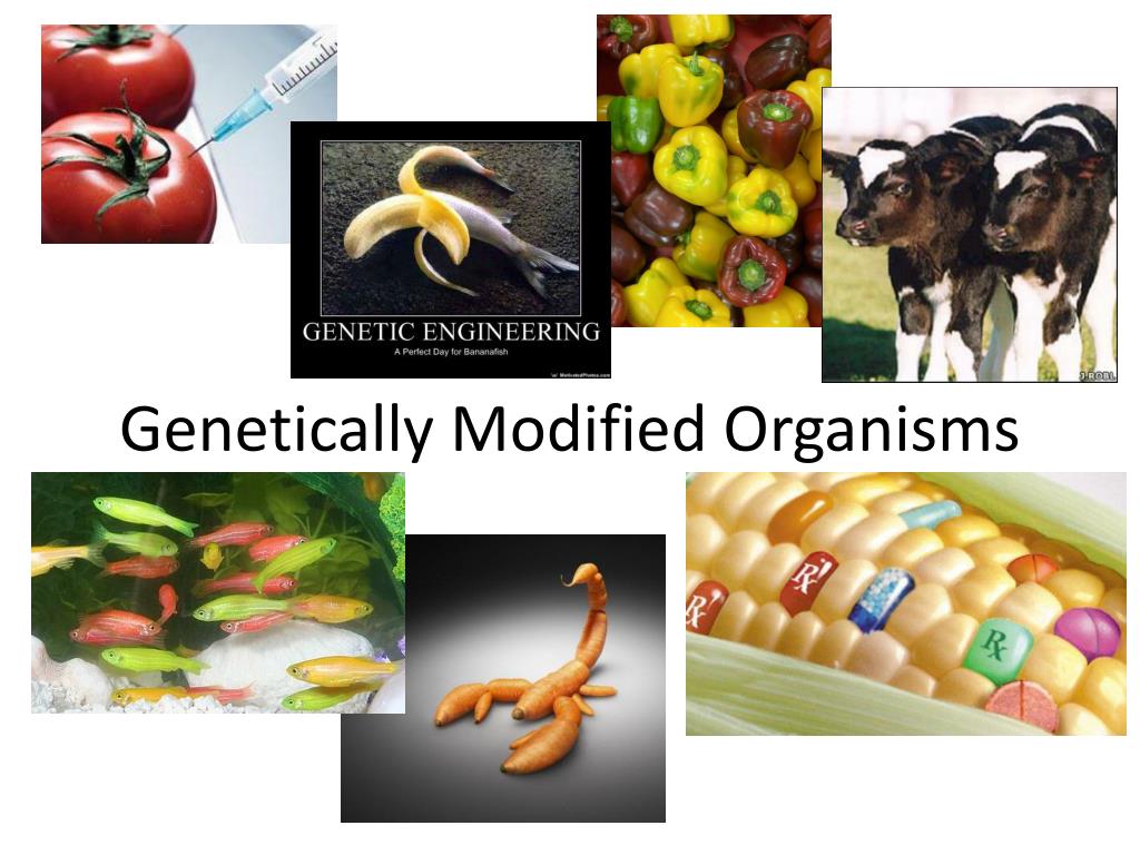 PPT - Genetically Modified Organisms PowerPoint Presentation, free