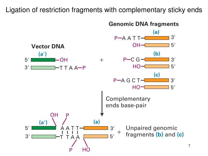 restriction fragments restriction fragments