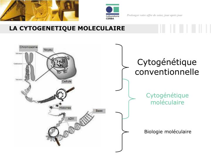 PPT - TECHNIQUES DE CYTOGENETIQUE MOLECULAIRE : DE LA FISH AUX PUCES A ...