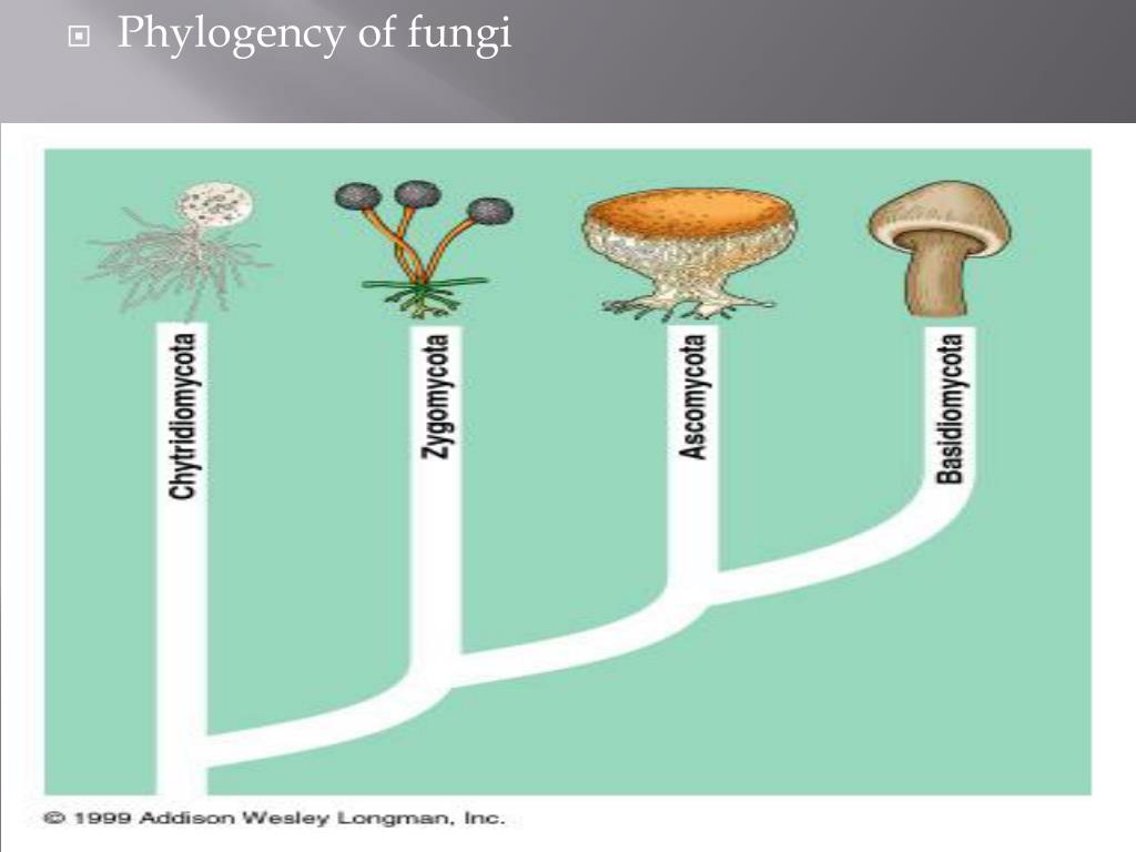 PPT - Chapter 31 fungi by johnny elvir PowerPoint Presentation, free ...
