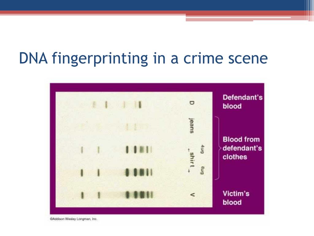 Crime Scene Dna Fingerprint