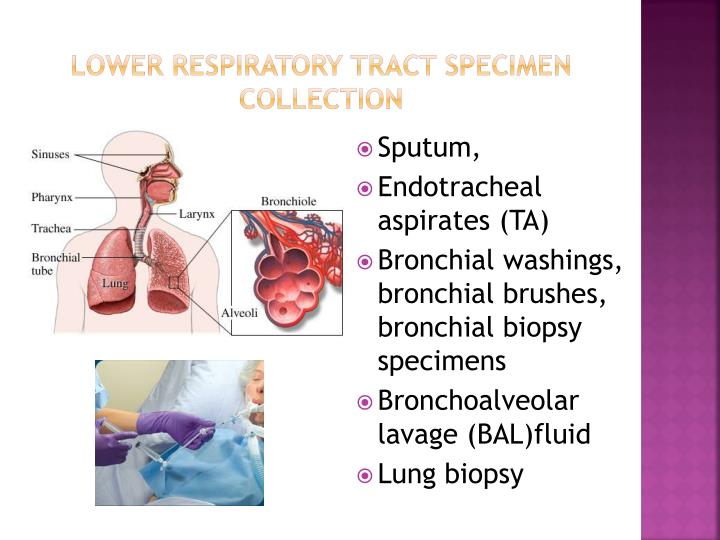 PPT THE ROLE OF THE MICROBIOLOGY LABORATORY IN THE DIAGNOSIS OF