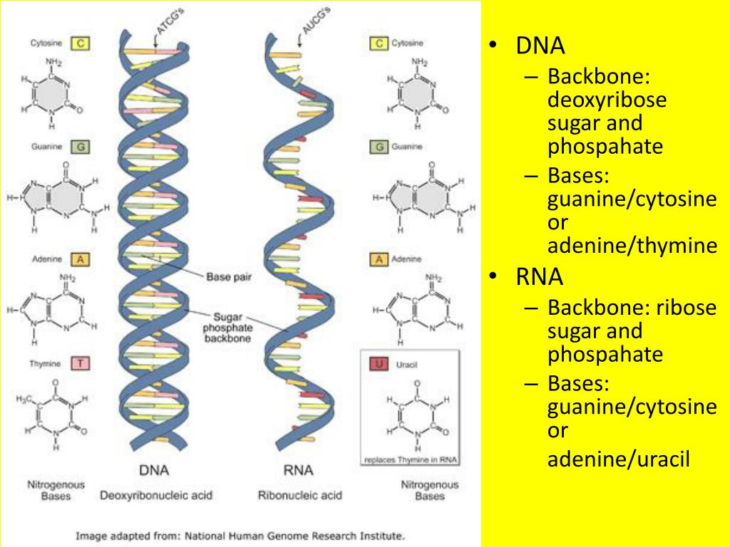Связь днк и рнк. Строение ДНК И РНК. Схема структуры ДНК И РНК. Строение нуклеиновые кислоты ДНК схема. Нуклеиновые кислоты ДНК И РНК.