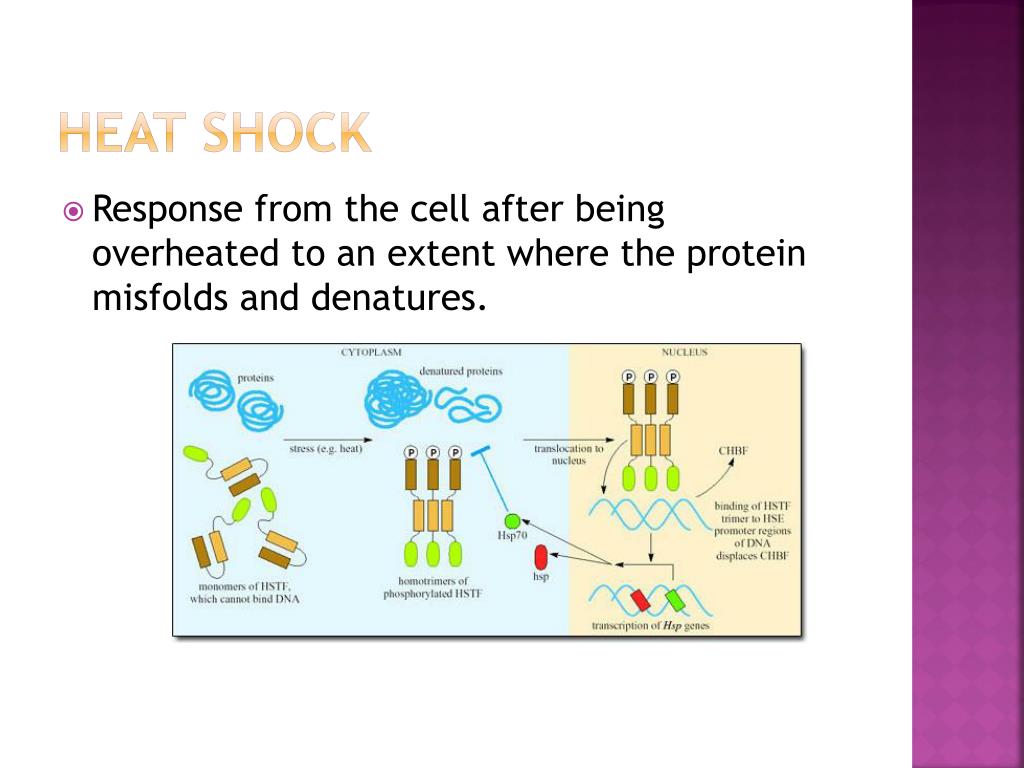 Biotechnology PowerPoint Presentation free download Biology Diagrams