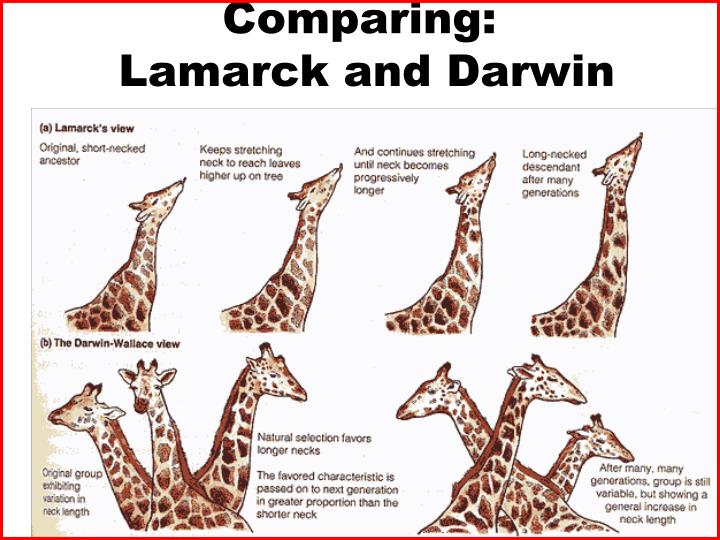 PPT - Darwin’s Theory of Evolution PowerPoint Presentation - ID:1605602