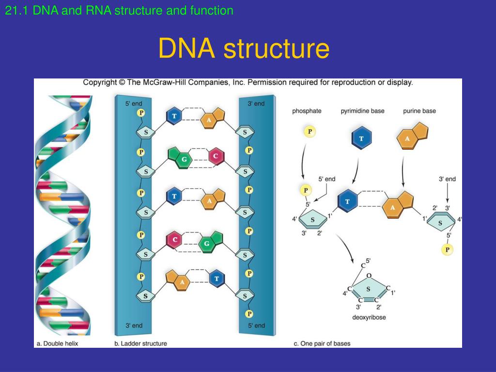 Концы днк и рнк. DNA and RNA structure. РНК. Схема ДНК И РНК. Модель РНК.