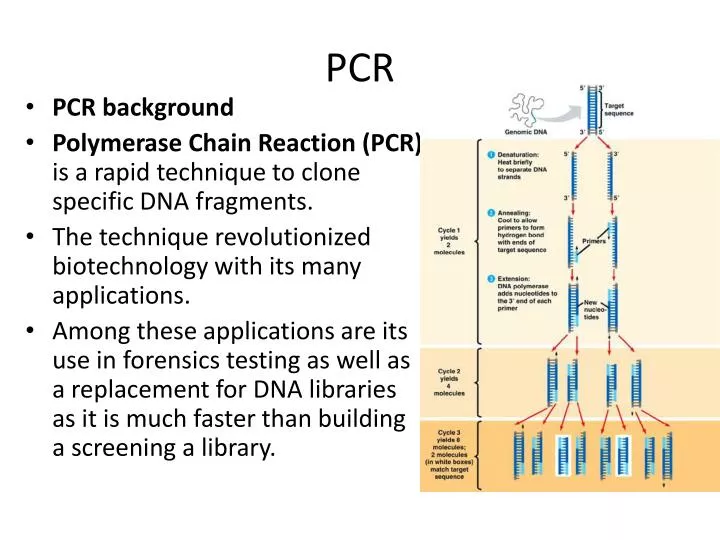 powerpoint presentation on pcr