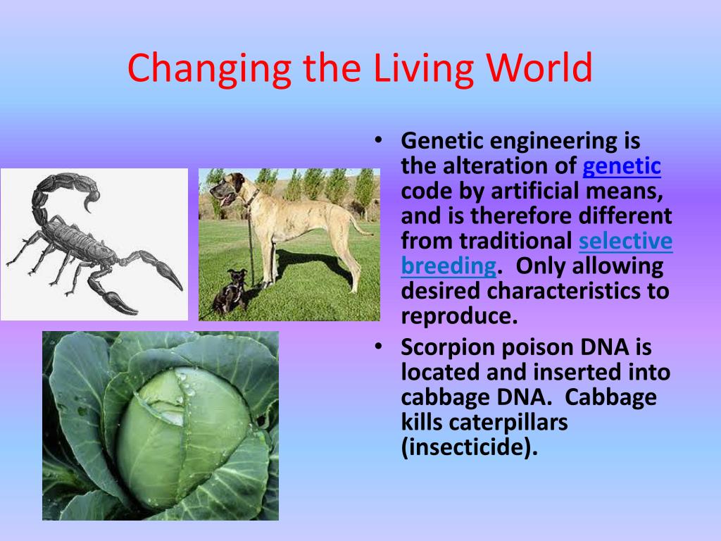 PPT - Genetic Engineering PowerPoint Presentation, Free Download - ID ...